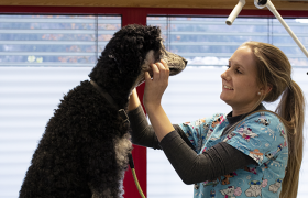 Dyrepleier undersøker hund