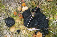 Guovžžabaika