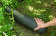 Squash