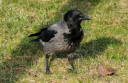 Voerhtje