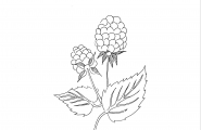 Bringebær
