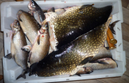 Fisk