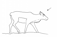 Nulpu