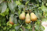 Peara