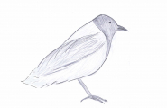 Voerhtje