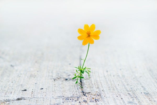 Blomst som vokser opp fra betongsprekk