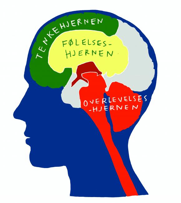 Den tredelte hjernen